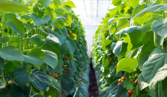 智慧农业大田作物气象站 推动农业生产从 “经验驱动” 向 “数据驱动” 转变